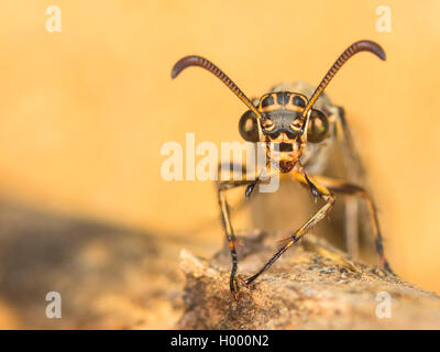 Antlion europea (Euroleon nostras), femmina, ritratto, Germania Foto Stock