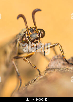 Antlion europea (Euroleon nostras), femmina, ritratto, Germania Foto Stock