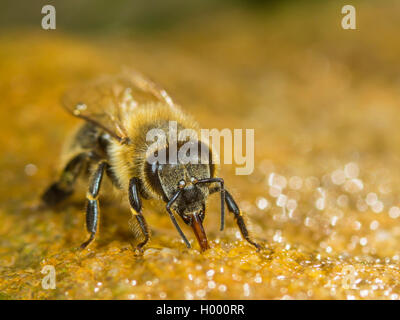 Il miele delle api, hive bee (Apis mellifera mellifera), Bee acqua potabile su una roccia umida, Germania Foto Stock