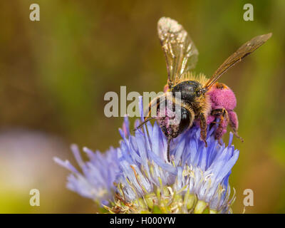 Giallo-zampe di data mining bee (Andrena flavipes), Femmina rovistando su pecora Scabiosus Bit (Jasione montana), Germania Foto Stock