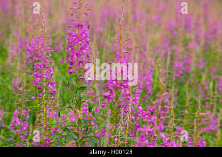 Rosebay willow-erba, pigweed close-up texture Foto Stock