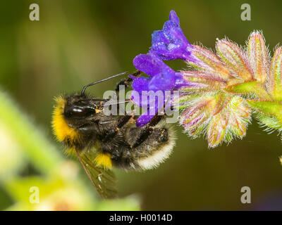 Piccolo giardino Bumble Bee (Bombus hortorum), Giardino Bumblebee rovistando sul comune (Bugloss Anchusa officinalis), Germania Foto Stock