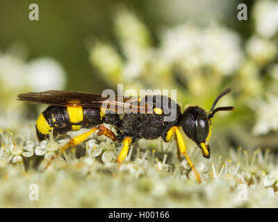 Ornato Tailed Digger Wasp (Cerceris rybyensis), Femmina rovistando su Wild carota (Daucus carota), Germania Foto Stock