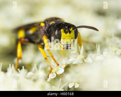 Ornato Tailed Digger Wasp (Cerceris rybyensis), Femmina rovistando su Wild carota (Daucus carota), Germania Foto Stock