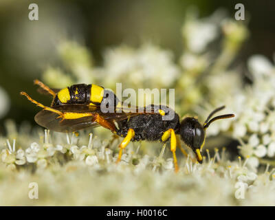 Ornato Tailed Digger Wasp (Cerceris rybyensis), Femmina stesso di pulizia su Wild carota (Daucus carota), Germania Foto Stock