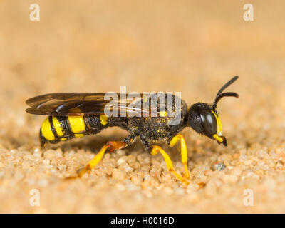 Ornato Tailed Digger Wasp (Cerceris rybyensis), Femmina seduto su un suolo sabbioso, Germania Foto Stock