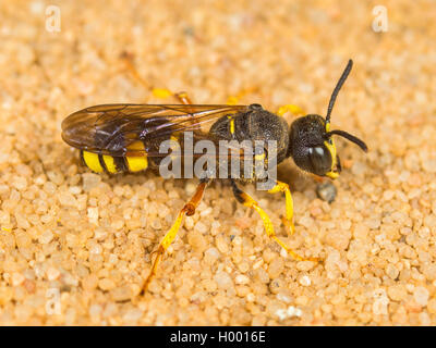 Ornato Tailed Digger Wasp (Cerceris rybyensis), Femmina seduto su un suolo sabbioso, Germania Foto Stock