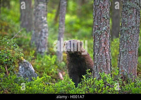 Wolverine (Gulo gulo), in piedi in una foresta, Finlandia Foto Stock