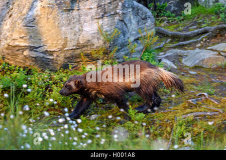 Wolverine (Gulo gulo), passeggiate in foresta, vista laterale, Finlandia Foto Stock