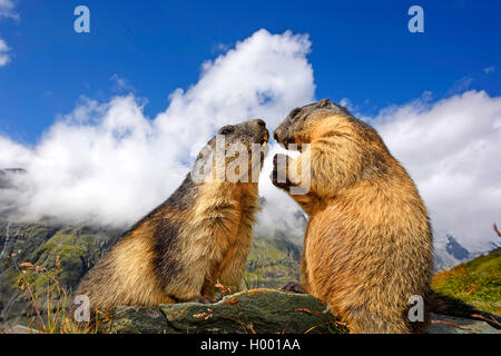 Alpine marmotta (Marmota marmota), due marmotte saluto ogni altro, Italia Foto Stock