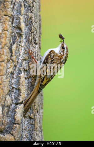 Rampichino alpestre comune (Certhia familiaris), seduti su un tronco di albero con gli insetti catturati nel disegno di legge, in Germania, in Baviera Foto Stock