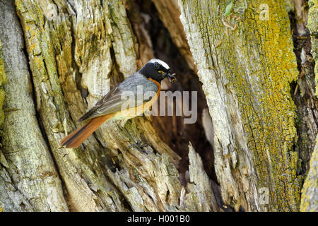 Comune (redstart Phoenicurus phoenicurus), maschio seduta con gli insetti catturati nella parte anteriore di un foro di nidificazione in una struttura ad albero marcio, in Germania, in Baviera Foto Stock