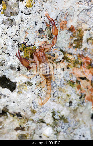 Scorpion (Euscorpius spec.), si siede su un lichen ricoperta di pietra, Croazia Foto Stock