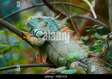 Iguana verde, comune (iguana Iguana iguana), si arrampica su di un ramo Foto Stock