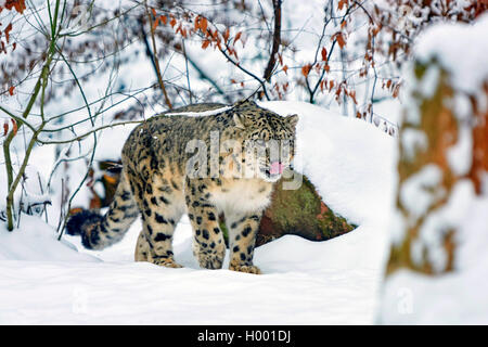 Snow Leopard (Uncia uncia, Panthera uncia), in presenza di neve Foto Stock