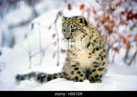 Snow Leopard (Uncia uncia, Panthera uncia), animale giovane seduto nella neve Foto Stock