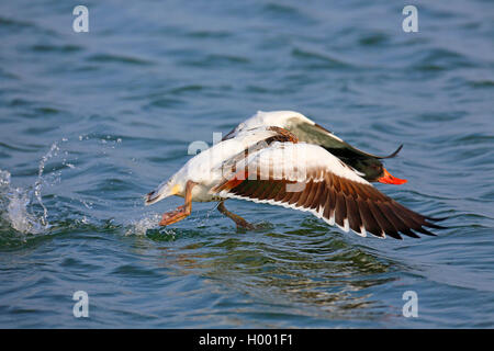 Shelduck comune (Tadorna tadorna), femmina volare, Paesi Bassi, Frisia Foto Stock