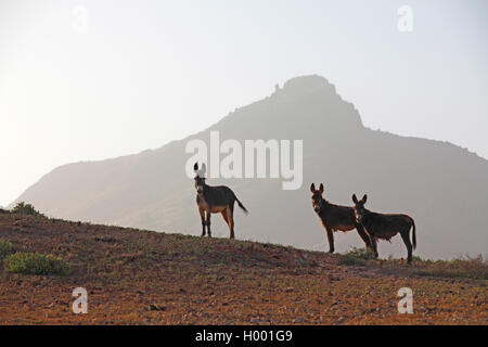 Asino domestico (Equus asinus asinus), gruppo in semidesert, Capo Verde Isole, Boa Vista Foto Stock