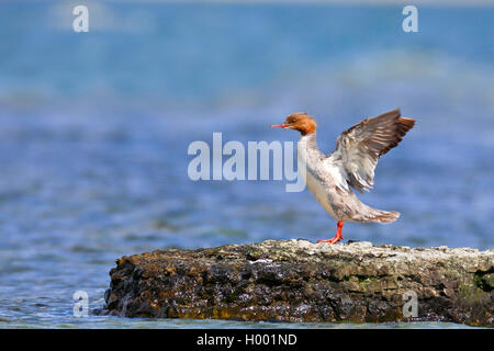 Smergo maggiore (Mergus merganser), femmina in piedi su una pietra a mare e svolazzamenti ali, vista laterale, Svezia, oeland Foto Stock