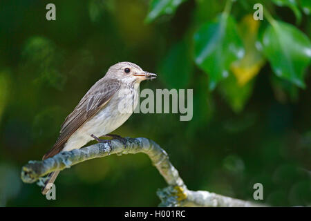 Spotted flycatcher (Muscicapa striata), seduti in una struttura ad albero con mangimi in bolletta, vista laterale, Svezia, Oeland Foto Stock