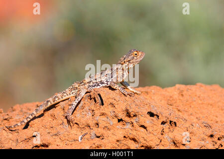 Massa AGAMA SA (AGAMA SA aculeata), si siede su un termite Hill, Sud Africa, Eastern Cape, Mountain Zebra National Park Foto Stock