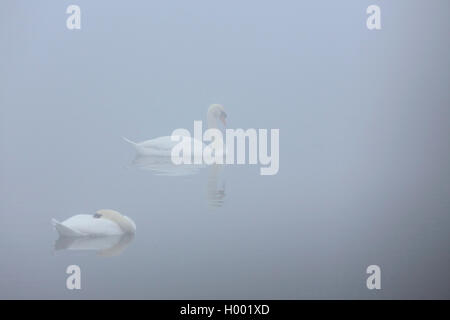 Cigno (Cygnus olor), nuoto matura nella nebbia, Paesi Bassi, Flevoland Foto Stock