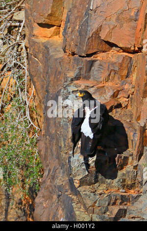 Verreaux's eagle (Aquila verreauxii), è adagiata su una scogliera, Sud Africa, Western Cape, Karoo National Park Foto Stock