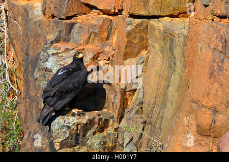 Verreaux's eagle (Aquila verreauxii), è adagiata su una scogliera, Sud Africa, Western Cape, Karoo National Park Foto Stock