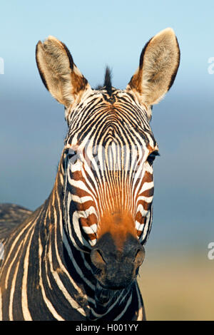 Cape Mountain Zebra, Mountain Zebra (Equus zebra zebra), Ritratto, Sud Africa, Eastern Cape, Mountain Zebra National Park Foto Stock