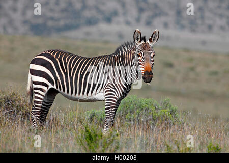 Cape Mountain Zebra, Mountain Zebra (Equus zebra zebra), sorge nella savana, Sud Africa, Eastern Cape, Mountain Zebra National Park Foto Stock