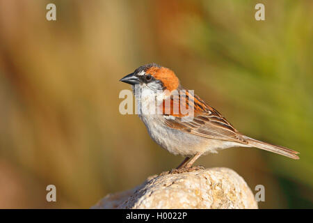 Iago sparrow, Capo Verde sparrow, Rufous-backed sparrow (Passer iagoensis), maschio si siede su una pietra, Capo Verde Isole, Boa Vista Foto Stock