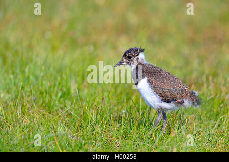 Pavoncella (Vanellus vanellus), neonata nella prateria, Svezia, Oeland Foto Stock