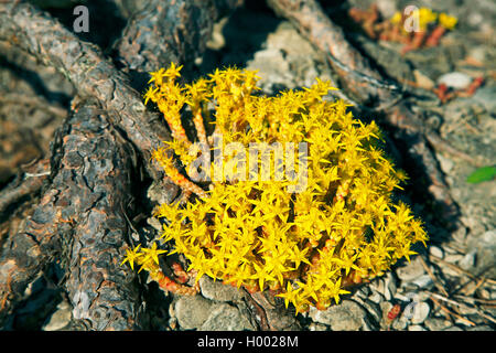 Stonecrop comune, mordere stonecrop, mossy stonecrop, parete di pepe, oro-moss (Sedum acre), fioritura, Svezia, Oeland Foto Stock