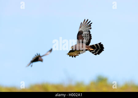 Black Harrier (Circus maurus), coppia battenti, Sud Africa, Western Cape, Bontebok National Park Foto Stock