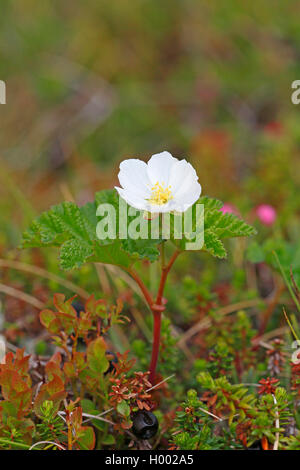 Cotta-apple berry, cloudberry (Rubus chamaemorus), fioritura cloudberry, Svezia, Gaellivare Foto Stock