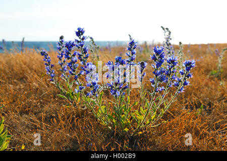 Blueweed, blu devil, viper dell bugloss, comune del viper-bugloss (Echium vulgare), piante in controluce, Svezia, Oeland, Degerhamn Foto Stock