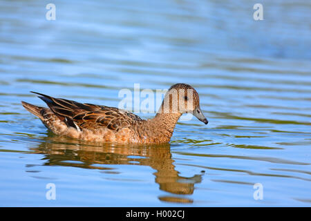 Wigeon europea (Anas penelope, Mareca penelope), nuoto femminile, vista laterale, Norvegia Tromso Foto Stock