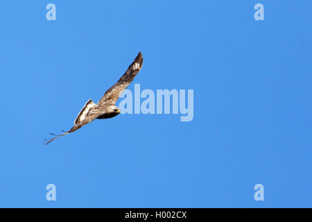 Rough-zampe poiana (Buteo lagopus), volare nel cielo, Norvegia, Penisola Varanger Foto Stock