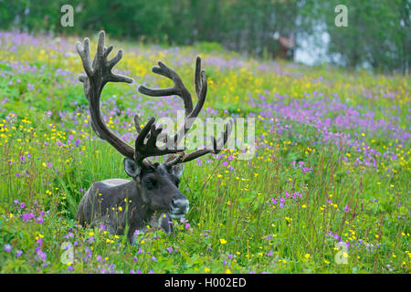 Renne europea, europeo Caribou Coffee Company (Rangifer tarandus tarandus), maschio giacente in un prato in fiore, Norvegia Tromso Foto Stock