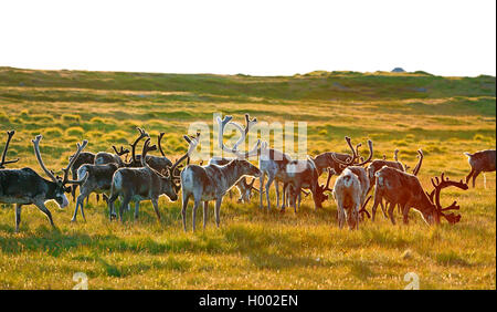 Renne europea, europeo Caribou Coffee Company (Rangifer tarandus tarandus), pascolando il gregge di renne, Norvegia, Penisola Varanger Foto Stock