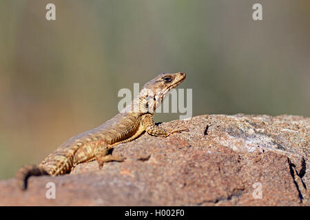Sungazer, giant cinto lucertola gigante, zonure spinytail gigante lizard (Cordylus giganteus), prendere il sole su una pietra, Sud Africa, Western Cape, Karoo National Park Foto Stock