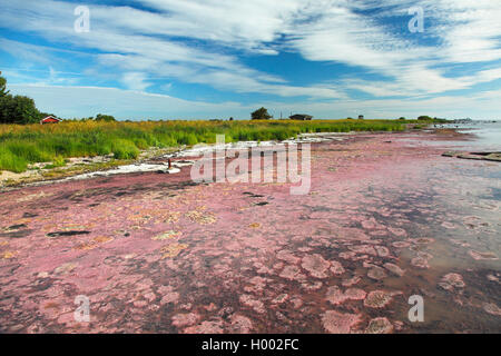 Alghe rosse fioriture sulla costa del Mar Baltico, Svezia, Oeland, Torngard Foto Stock