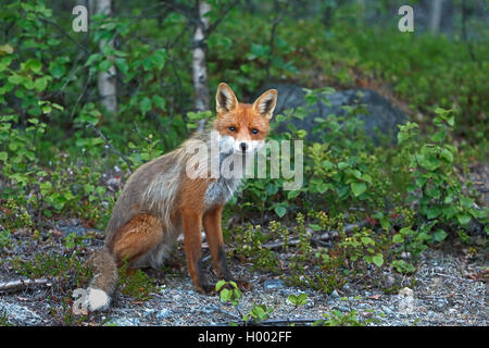 Red Fox (Vulpes vulpes vulpes), seduti al margine della foresta, Finlandia, Sevettijaervi Foto Stock
