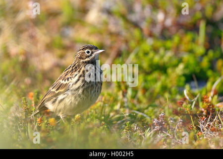 Rosso-throated pitpit (Anthus cervinus), capretti bird in piedi in fjell, vista laterale, Norvegia, Penisola Varanger Foto Stock