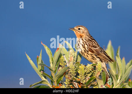 Rosso-throated pitpit (Anthus cervinus), maschile seduto su una boccola di salice, vista laterale, Norvegia, Penisola Varanger Foto Stock