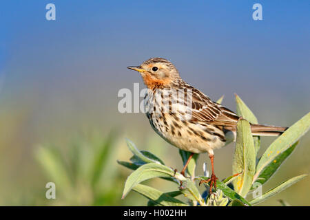 Rosso-throated pitpit (Anthus cervinus), maschile seduto su una boccola di salice, vista laterale, Norvegia, Penisola Varanger Foto Stock