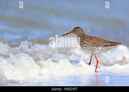 Comune (redshank Tringa totanus), in piedi nel surf, vista laterale, Paesi Bassi, Frisia Foto Stock