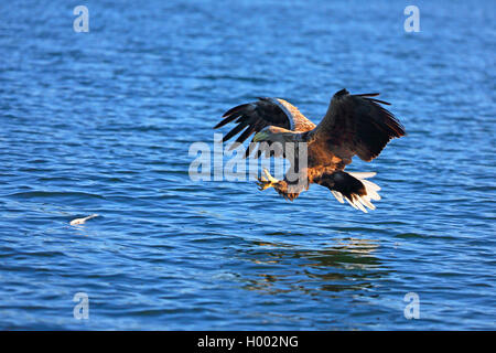 White-tailed sea eagle (Haliaeetus albicilla), volare, pescare un pesce, Germania, Meclemburgo-Pomerania, Luzinsee Foto Stock