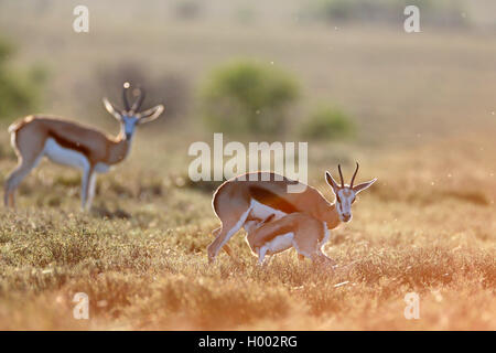 Springbuck, springbok (Antidorcas marsupialis), femmina suckles fulvo, retroilluminazione, Sud Africa, Eastern Cape, Camdeboo Parco Nazionale Foto Stock