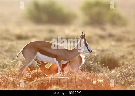 Springbuck, springbok (Antidorcas marsupialis), femmina suckles fulvo, retroilluminazione, Sud Africa, Eastern Cape, Camdeboo Parco Nazionale Foto Stock